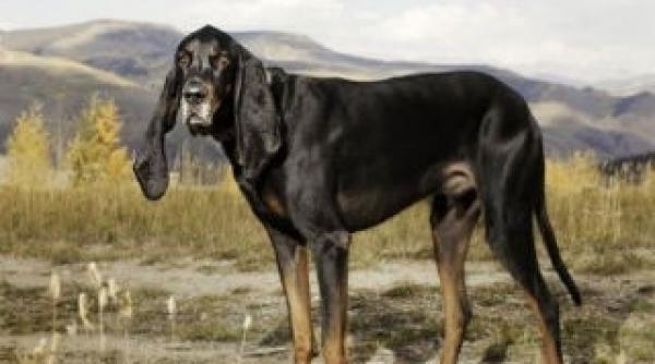 vezi cum arata cainele cu cele mai lungi urechi din lume galerie foto