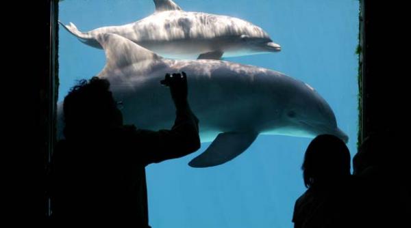 delfinii se cheama intre ei pe nume