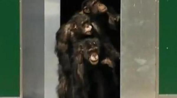 emotionant dupa 30 de ani de izolare in laborator 38 de cimpanzei vad in sfarsit lumina zilei video