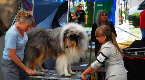 900 de caini au latrat la tirgu mures