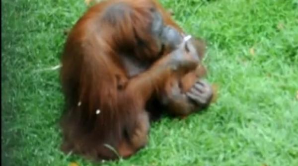 shirley urangutanul fumator va fi obligat sa renunte la viciul care l a facut celebru video