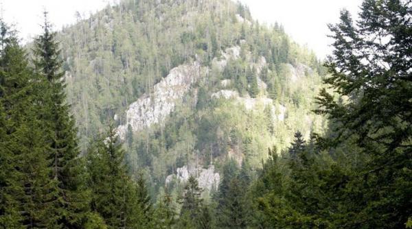 top 100 al proprietarilor de paduri din romania vezi care este cel mai mare mosier al tarii