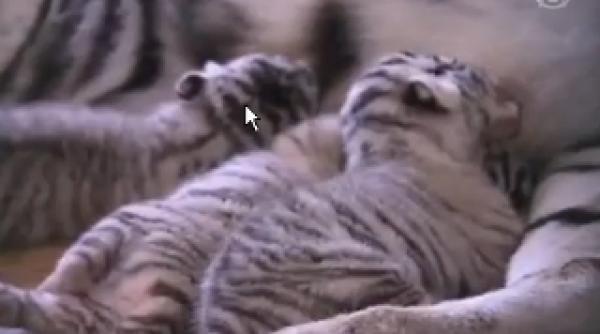 cinci pui de tigru alb s au nascut in captivitate la o gradina zoologica din china video