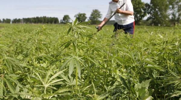 doi tarani retinuti pentru agricultura penala culturi de marijuana descoperite in comune din dolj si timis