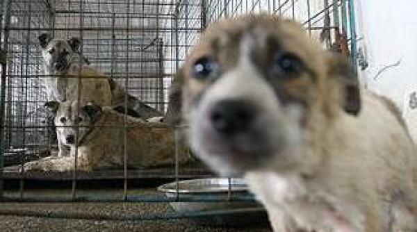 soarta cainilor fara stapan va fi hotarata prin referendum