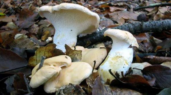 ciuperci radioactive descoperite in bulgaria