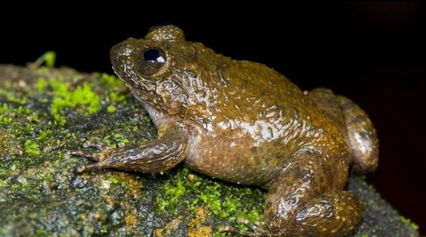 o specie de broasca din india face miau in loc de oac