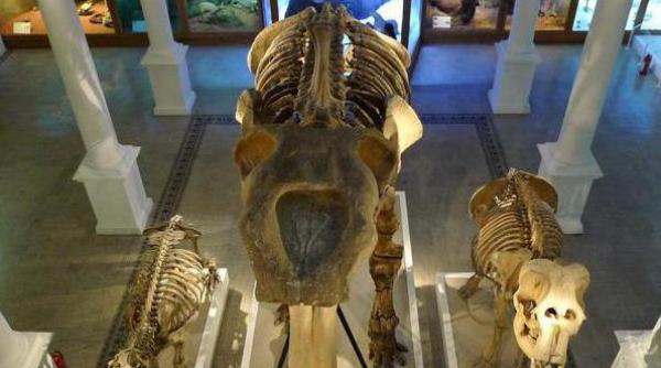 s a redeschis muzeul grigore antipa vezi programul si cat costa un bilet