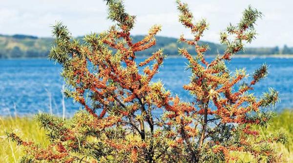 40 de zile de concediu cu catina