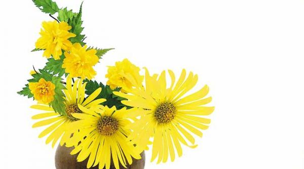 arnica vindeca rapid ranile