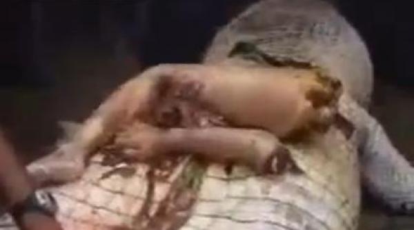 incredibil capul unui om mainile si picioarele recuperate din stomacul unui crocodil de cinci metri video