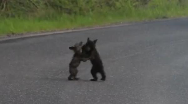 harjoneala dintre doi pui de urs a blocat circulatia pe o sosea din sua video
