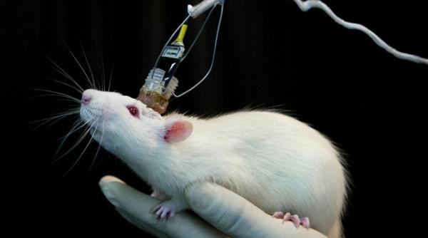 terminator a intrat in faza de laborator a fost creat cerebelul artificial