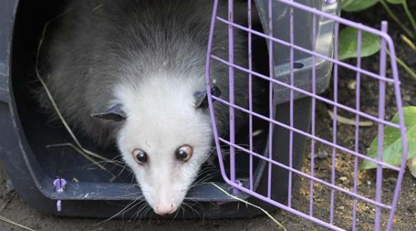 a murit heidi celebrul oposum sasiu
