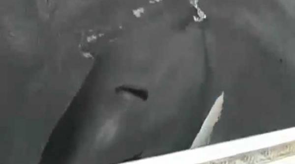 o balena imita zgomotul motorului unei ambarcatiuni video