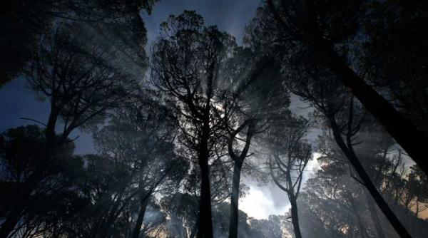 frunza solara care ne va da energie