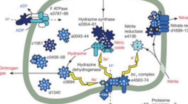 o bacterie primitiva poate produce combustibil pentru rachetele spatiale