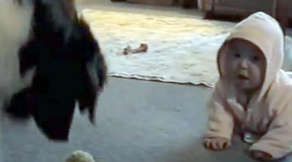 s a intors lumea pe dos un caine e bona unui bebelus video