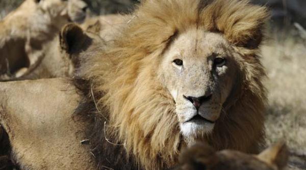 de ce leul are coama vezi cateva dintre cele mai ciudate intrebari din interviurile de admitere la oxford