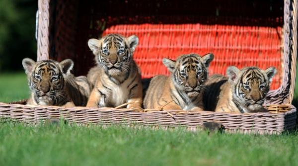 ziua mondiala a animalelor