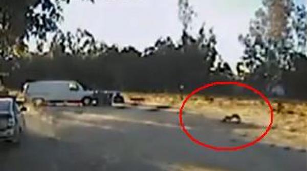 un rottweiler isi salveaza prietenul chihuahua din coltii coiotilor video