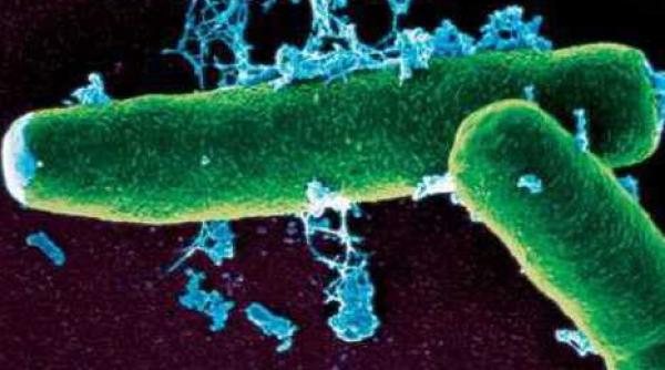 suspiciune de infectare cu antrax in tulcea