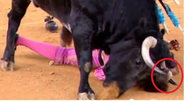 toreadorul padilla ranit grav dupa ce un taur i a strapuns capul cu coarnele video