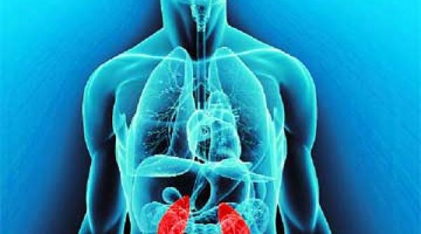 rinichiul separa binele de rau