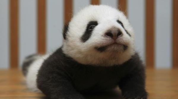 11 octombrie 2011 imaginile zilei