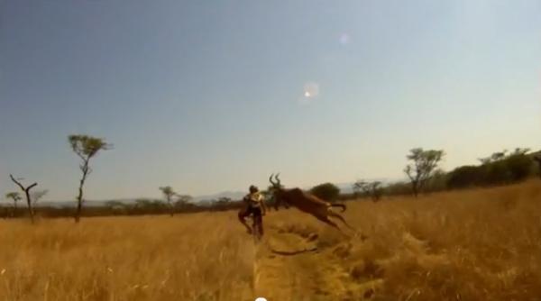 razi copios biker doborat cu un tackling perfect de o antilopa video