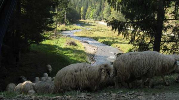 energia verde aduce moartea hidrocentralele private distrug negra brostenilor