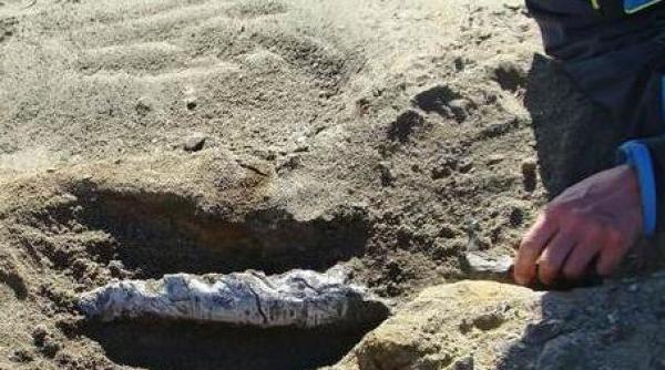 fosilele unei balene care a trait acum 49 de milioane de ani descoperite in antarctica