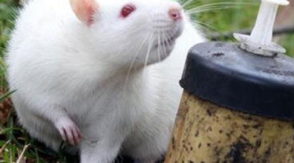 politia columbiana antreneaza sobolani anti tero pentru a curata campurile de mine