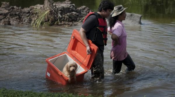 cainii printre victimele inundatiilor din tailanda