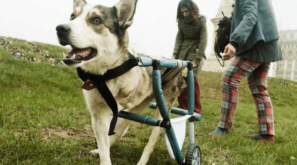 deputatii au incercat sa voteze barbateste in chestiunea maidanezilor declarati fiinte simtitoare de catre parlamentul european