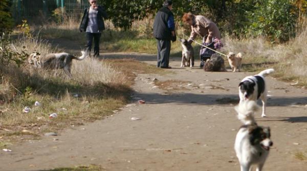 votul la legea cainilor fara stapan a fost amanat pentru doua saptamani