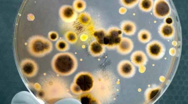 creste numarul cancerelor care pot fi declansate de microorganisme