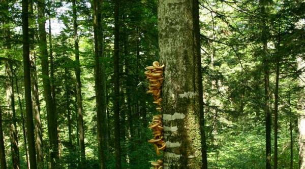 salvati padurile virgine