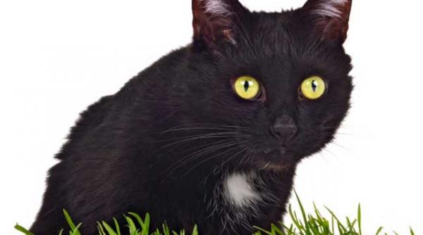 care sunt cele mai rare culori de ochi doar 2 din populatia mondiala are ochii verzi