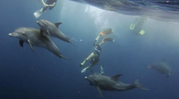 primii pasi catre casatoria omului cu capra au fost facuti in sua zoofilia in legislativul american