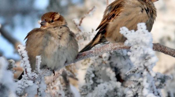 vom avea sau nu zapada de craciun vezi prognoza meteo pe trei luni