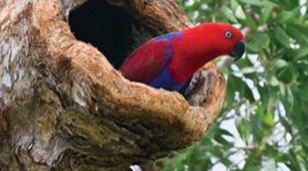 in contradictie cu evolutionismul papagalii eclectus isi omoara puii pentru a asigura salvarea speciei