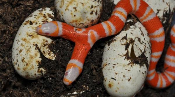 s a nascut un sarpe cu doua capete desi sansele erau de 1 la 10 000 vezi cum arata