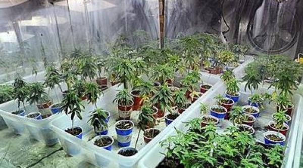 plantatie de cannabis descoperita de politisti in casa unor tineri din constanta