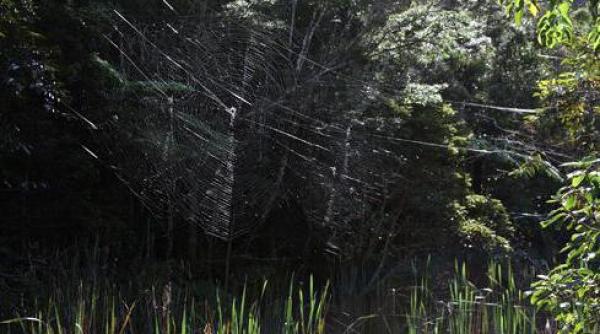 vezi cum arata cea mai mare panza de paianjen din lume video