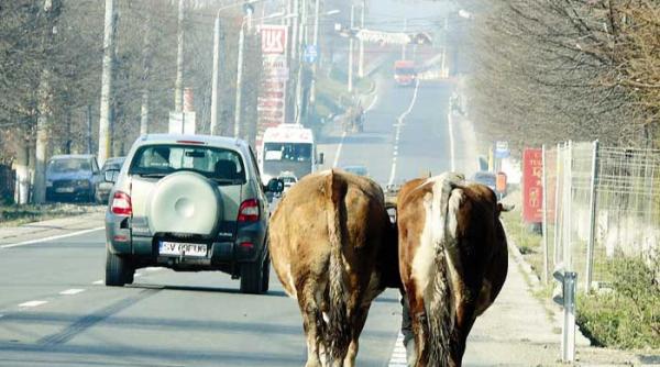 suv uri dobitoci si dobitoace