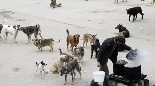 pdl olt a strans 25 000 de semnaturi pentru sustinerea legii privind cainii fara stapan