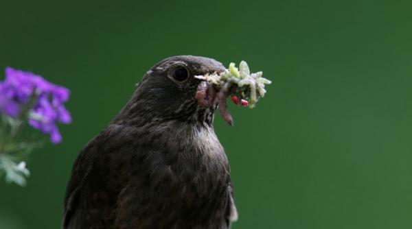 trafic cu pasari cantatoare peste 10 000 de pasari au fost gasite ucise intr un camion din romania la granita cu ungaria
