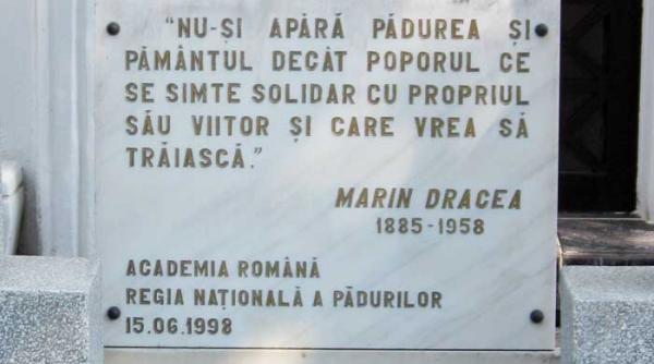 mafii verzi silvice si energetice