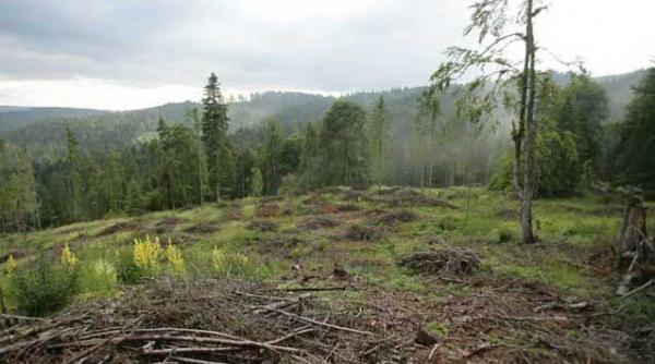 inventarul termitelor care devoreaza padurile romaniei